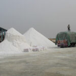 salt-exporting
